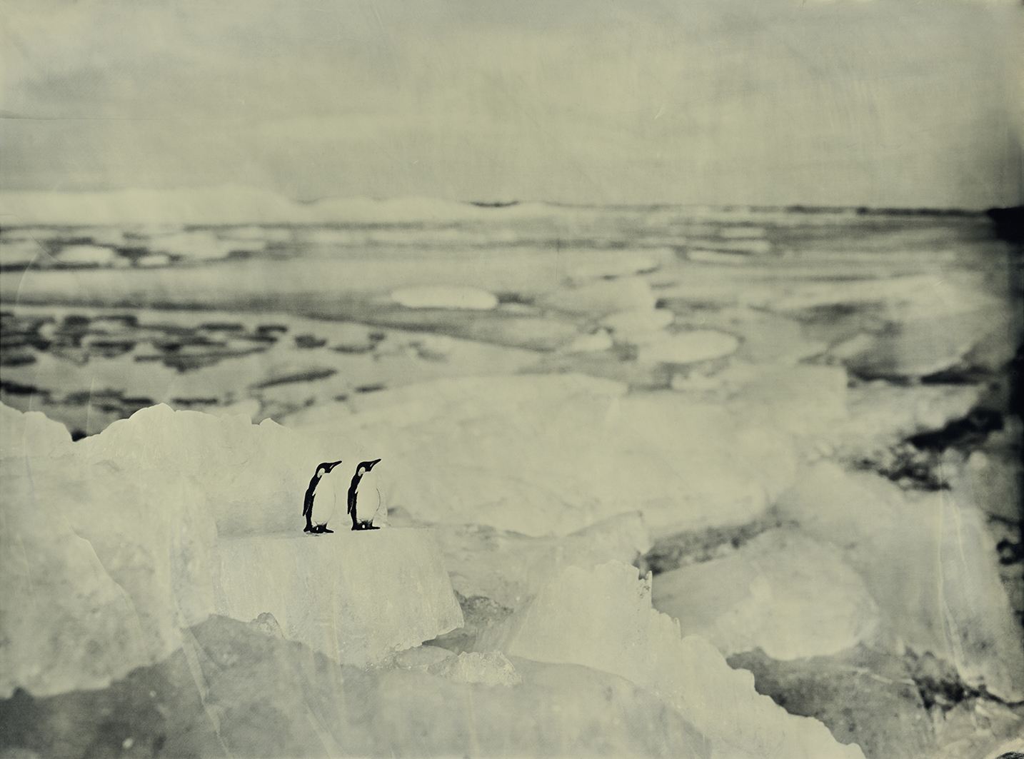 Emperor Penguins Hindeloopen The Netherlands